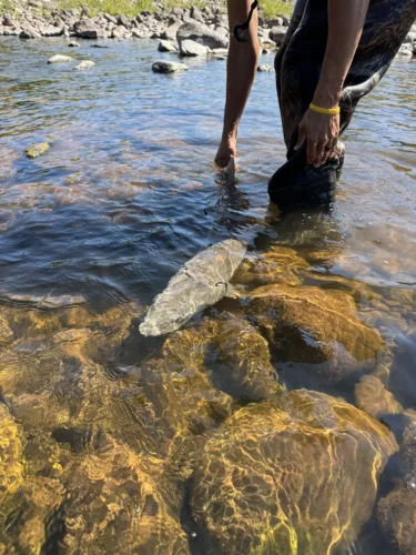 DNR, partners rescue 27 isolated lake sturgeon in Ontonagon River channel
